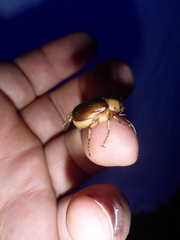 Rhizotrogus aestivus