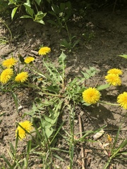 Taraxacum officinale