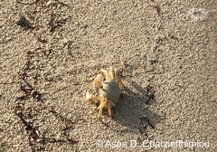Ocypode rotundata