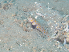 Amblyeleotris guttata