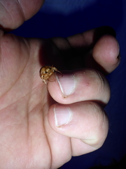 Rhizotrogus aestivus