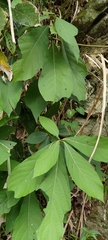 Machilus japonica