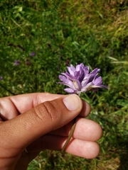 Dichelostemma