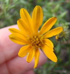 Gorteria integrifolia