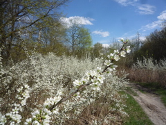 Prunus spinosa dasyphylla