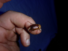 Rhizotrogus aestivus