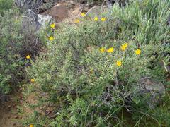 Gorteria integrifolia