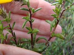 Gorteria integrifolia