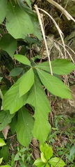 Machilus japonica