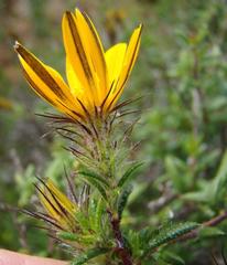 Gorteria integrifolia