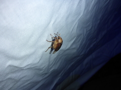 Rhizotrogus aestivus