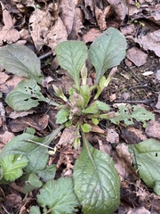 Ajuga reptans