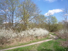 Prunus spinosa dasyphylla