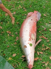 Arapaima gigas