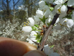 Prunus spinosa dasyphylla