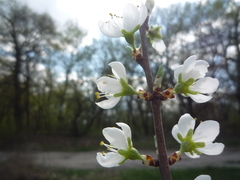 Prunus spinosa dasyphylla