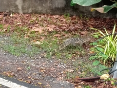 Varanus salvator macromaculatus