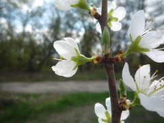 Prunus spinosa dasyphylla