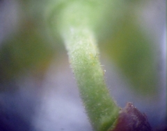 Prunus spinosa dasyphylla