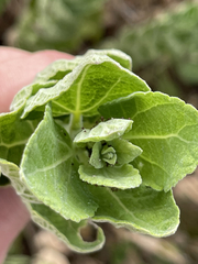 Brickellia peninsularis