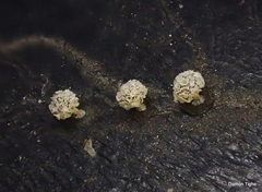 Didymium squamulosum