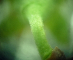 Prunus spinosa dasyphylla