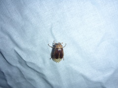 Rhizotrogus aestivus