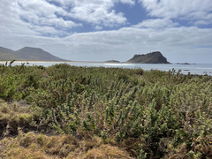 Brickellia peninsularis