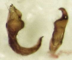 Wekamiris auropilosus