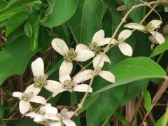 Congea tomentosa
