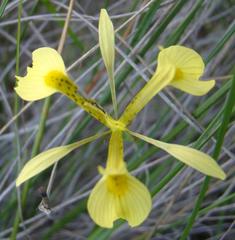 Moraea thomasiae