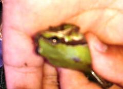Hyla euphorbiacea