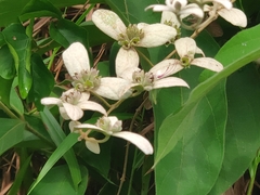 Congea tomentosa