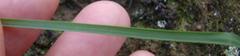 Moraea thomasiae