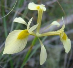 Moraea thomasiae