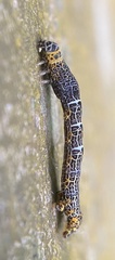 Heterolocha