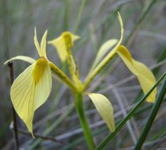 Moraea thomasiae