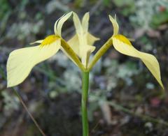 Moraea thomasiae