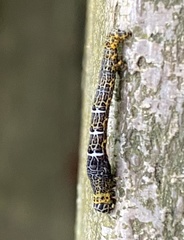 Heterolocha