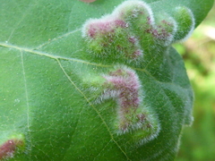 Aceria trichophila