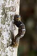 Heterolocha