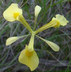 Moraea thomasiae