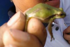 Hyla euphorbiacea