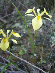 Moraea thomasiae