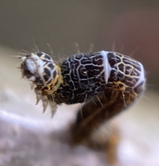 Heterolocha