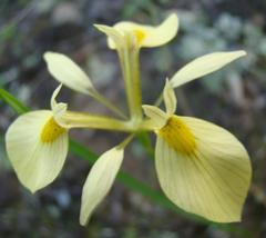 Moraea thomasiae