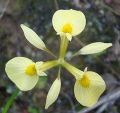 Moraea thomasiae