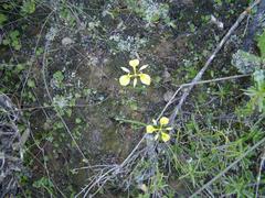 Moraea thomasiae