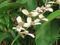 Congea tomentosa