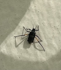 Longistigma liquidambarus